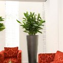 anthurium in partner super